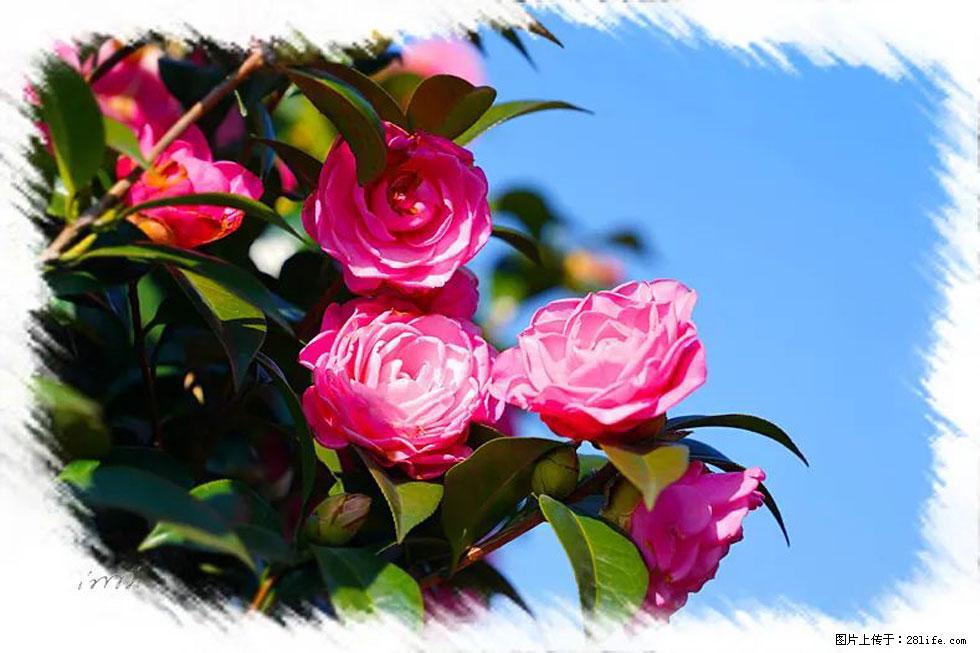 【春天,广西桂林灌阳县向您发出邀请!】杨柳井茶花惹人爱 - 游山玩水 - 酒泉生活社区 - 酒泉28生活网 jq.28life.com