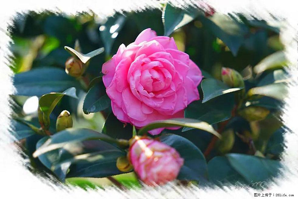 【春天,广西桂林灌阳县向您发出邀请!】杨柳井茶花惹人爱 - 游山玩水 - 酒泉生活社区 - 酒泉28生活网 jq.28life.com
