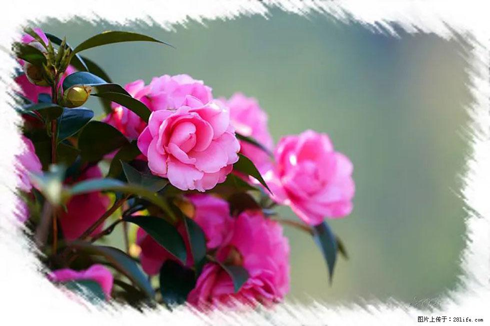 【春天,广西桂林灌阳县向您发出邀请!】杨柳井茶花惹人爱 - 游山玩水 - 酒泉生活社区 - 酒泉28生活网 jq.28life.com