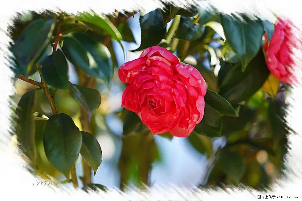 【春天,广西桂林灌阳县向您发出邀请!】杨柳井茶花惹人爱 - 游山玩水 - 酒泉生活社区 - 酒泉28生活网 jq.28life.com