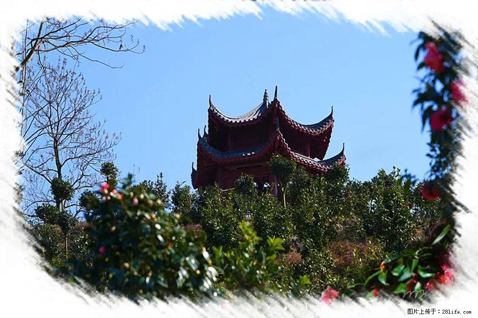 【春天,广西桂林灌阳县向您发出邀请!】杨柳井茶花惹人爱 - 游山玩水 - 酒泉生活社区 - 酒泉28生活网 jq.28life.com