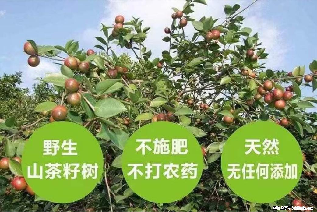 【灌阳县油茶产业示范区】一个有着充实的精神生活的人,对待身外之物自会有一种淡泊的态度 - 土特产 - 饮食特产 - 酒泉分类信息 - 酒泉28生活网 jq.28life.com