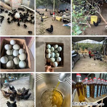 油茶园从小鸡仔开始养起的纯土鸡、土鸡蛋可以预定啦!还有前几天刚榨的纯山茶油哦 - 美食天地 - 酒泉生活社区 - 酒泉28生活网 jq.28life.com