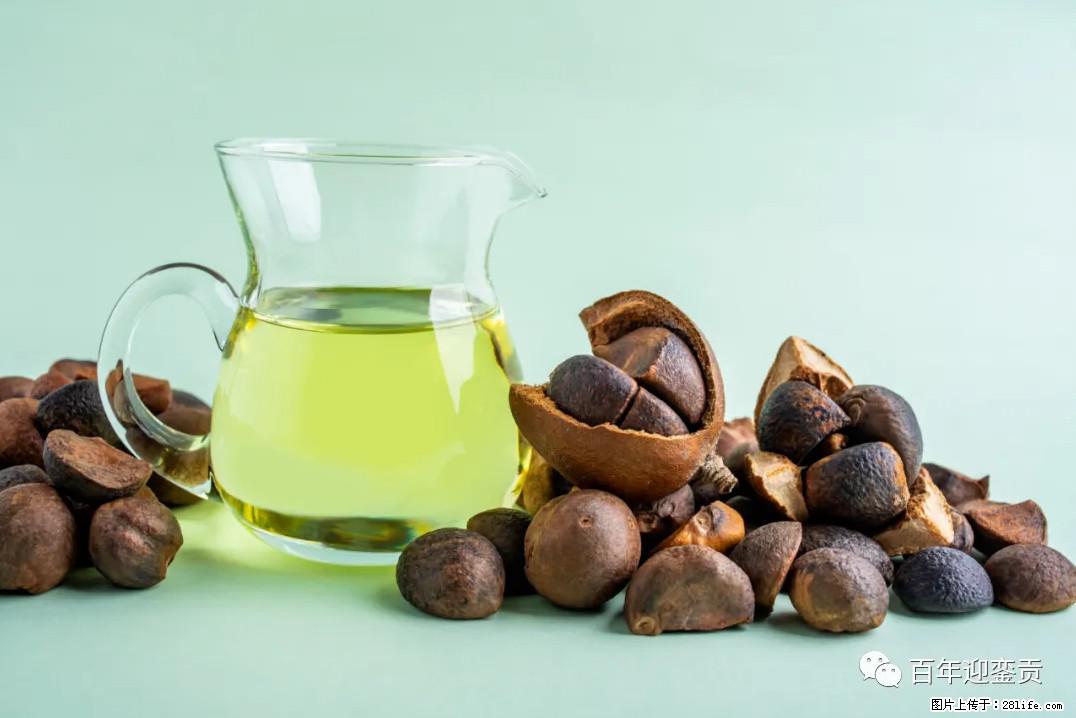 世界没有真相，只有认知，最好的食用油是中国的山茶油！ - 酒泉生活资讯 - 酒泉28生活网 jq.28life.com