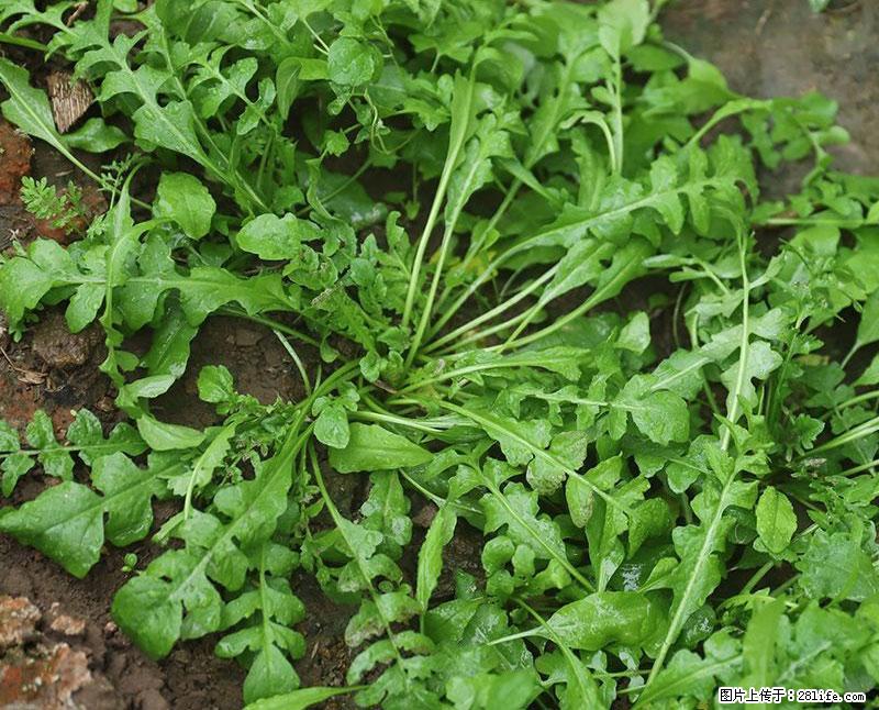 这些蔬菜是“天然钙片”，这6种被医生重点推荐 - 酒泉生活资讯 - 酒泉28生活网 jq.28life.com