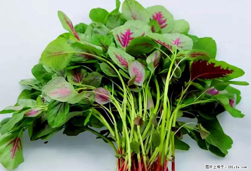 这些蔬菜是“天然钙片”，这6种被医生重点推荐 - 酒泉生活资讯 - 酒泉28生活网 jq.28life.com