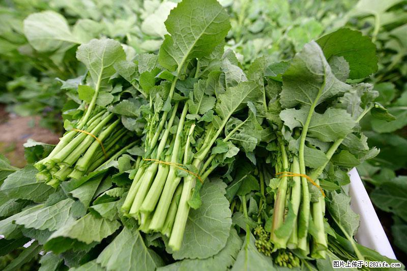 这些蔬菜是“天然钙片”，这6种被医生重点推荐 - 酒泉生活资讯 - 酒泉28生活网 jq.28life.com